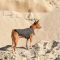 Жилет Pet Fashion E.Vest для собак сірий SМ