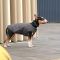 Жилет Pet Fashion E.Vest для собак сірий S