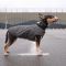 Жилет Pet Fashion E.Vest для собак сірий S