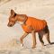 Жилет Pet Fashion E.Vest для собак помаранчевий L