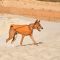 Жилет Pet Fashion E.Vest для собак помаранчевий XS