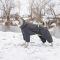 Комбінезон Pet Fashion Cold для собак сірий S