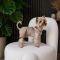 Шорти Pet Fashion Leo для собак XS2