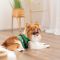 Шлея Ross ТМ Pet Fashion для собак  XS