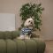 Футболка Pet Fashion Breeze для собак XХS
