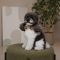 Аксесуар шийний Pet Fashion Ruta для собак S -М