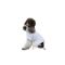 Футболка Pet Fashion Polo для собак S
