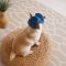 Панама  Pet Fashion Stars для собак М