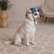 Панама  Pet Fashion Stars для собак М