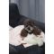 Плед Pet Fashion Bliss 2 для собак і котів плюш пудра 68х114,6 см