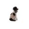 Шорти Pet Fashion Leo для собак М