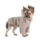 Толстовка для собак Flex Pet Fashion, L сірий меланж