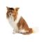 Кепка Phil ТМ Pet Fashion для собак ХL