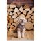 Жилет Pet Fashion Hardy для собак утеплений водонепроникний з отвором для повідця бежевий розмір M2