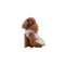 Сукня Pet Fashion Amelia для собак XS