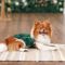 Борцівка Kale ТМ Pet Fashion для собак S зелена