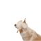 Панама  Pet Fashion Gold для собак L