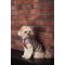 Жилет Pet Fashion Hardy для собак утеплений водонепроникний з отвором для повідця бежевий розмір M