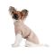 Куртка для собак Bony Pet Fashion, ХХS білий, зелений