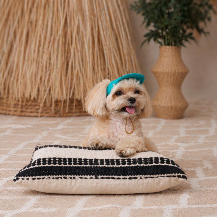Кепка  Pet Fashion Topaz для собак М